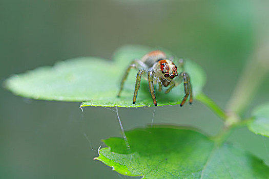 ghi đề online